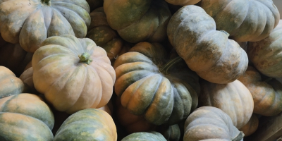 Local pumpkins of excellent quality and shape. They are