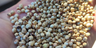 I will sell Hungarian white and red sorghum from