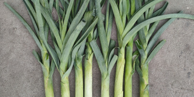 I will sell leeks for Italian food. Prepared for