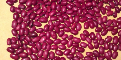 Various varieties of beans are available for sale. Here