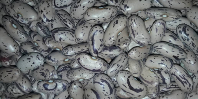Various varieties of beans are available for sale. Here