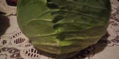 I sell Potomak cabbage wholesale. The price is 35