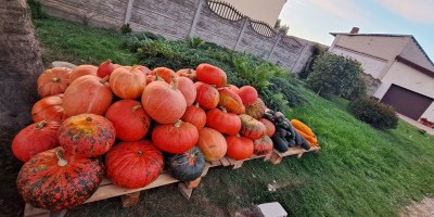 I will sell home-grown pumpkin and zucchini. Various shapes