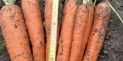 I will sell loose edible carrots, Muleta variety -