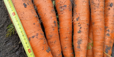 Продавам насипни хранителни моркови сорт Мулета - 500 тона