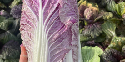 I will sell 40 tons of purple Chinese cabbage.