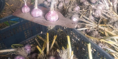 I will sell garlic Harnaś Kabura 2-7 I have
