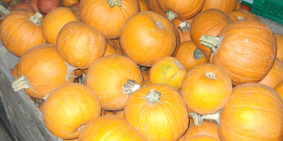 I will sell pumpkins for industry or fodder GOMEZ