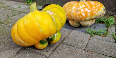 I will sell decorative pumpkins in large quantities. Festival,