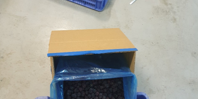 Frozen blackberries variety Lochness, 80/20 cleaned. Packaging 10kg net