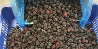 Frozen blackberries variety Lochness, 80/20 cleaned. Packaging 10kg net