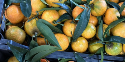 Vand mandarine marimea 5 pentru strainatate