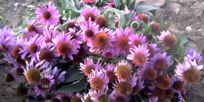 I am selling the herb Echinacea purpurea whole stem,