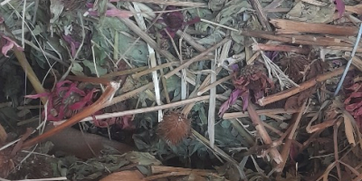 Ich verkaufe das Kraut Echinacea purpurea im ganzen Stängel,