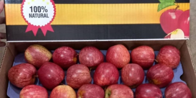 Vendo container de maçãs que saem da serra catarinense