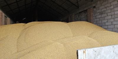 62-010 Веглево Суви кукуруз на продају. Цена 900 ПЛН