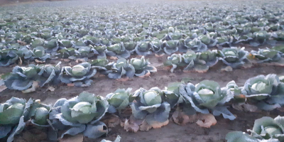 We sell cabbage of different sizes. 1. weighing between