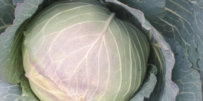 We sell cabbage of different sizes. 1. weighing between
