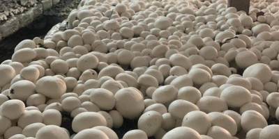 Hello, I am a producer of white mushrooms. I