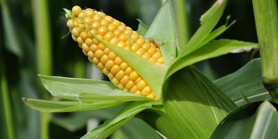 3rd class fodder corn