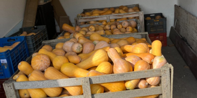 I will sell edible pumpkin 2000 kg! Approximate price: