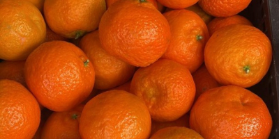 Mandarine/clementine de calitate superioară și foarte gustoase din Albania,