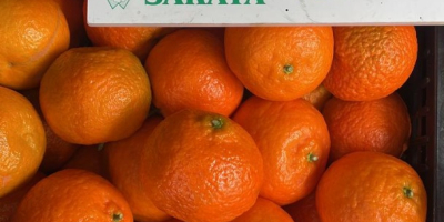 Hochwertige und sehr schmackhafte Mandarinen/Clementinen-Mandarinen aus Albanien, versandbereit ab