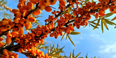 Sea buckthorn fruits frozen immediately after harvesting to preserve