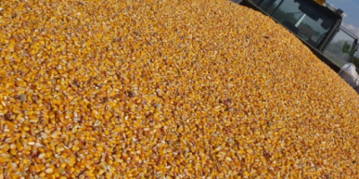 Trockener Mais, Luftfeuchtigkeit 15, die Sorte ist Pionier
