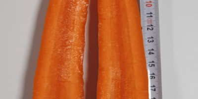 Моркови от сортовете Норвегия и Нактон. В момента предлагаме