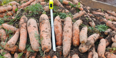 Carrots from the Norway and Nacton varieties. At the
