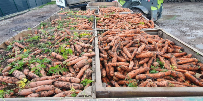 Carrots from the Norway and Nacton varieties. At the