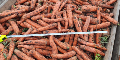 Karotten der Sorten Norway und Nacton. Im Moment bieten