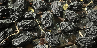 PrunDelis verkauft getrocknete Pflaumen, die im Jahr 2023 geerntet