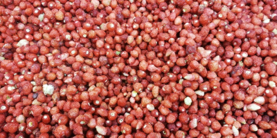 I will sell high-quality frozen wild strawberries Quantity 4