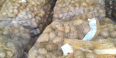 I WILL SELL POTATOES IN BAGS OF 10.15 KG