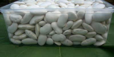 Fasole albă Jaś, produsă prin metode ecologice, 90-120 buc/kg,