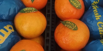 I will sell tangerines in wholesale quantities