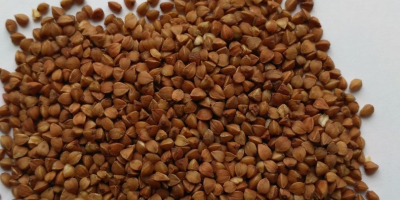 Buckwheat groats from the producer Dar Zemli LLC, Khmelnytskyi