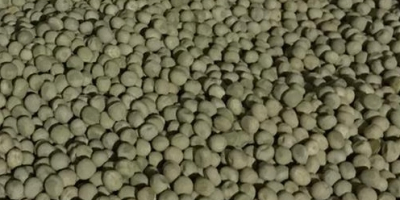 We sell Madras peas (big bags), batch 2023, 100