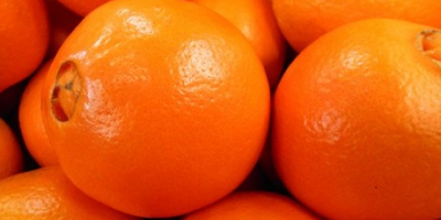 Sunt încântat să vă informez că portocalele proaspete Navel