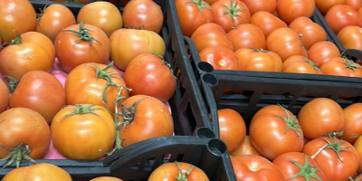 Vendiamo pomodori di altissima qualità provenienti dall&#39;Egitto, consegnati direttamente