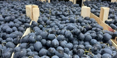 I am selling black grapes from Moldova. Loading only