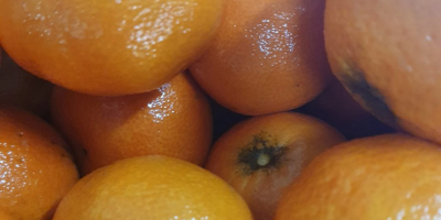 DIRECTLY FROM THE MANUFACTURER Greece oranges grade 1, price