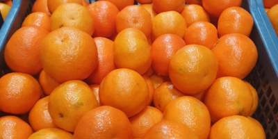 BEZPOŚREDNIO OD PRODUCENTA Grecja pomarańcze gatunek 1, cena 0,90