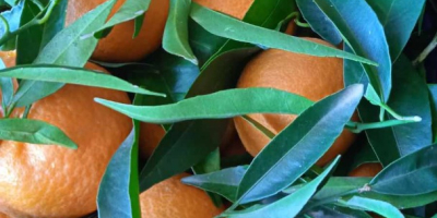 DIREKT VOM ERZEUGER Natürliche Clementinen Griechenland, Qualität 1 Wir