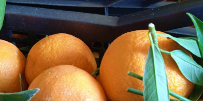 DIRECT FROM THE PRODUCER Natural Clementines Greece, quality 1