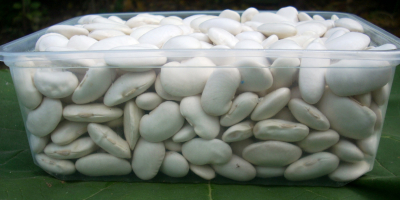 fasole alba mare, 70-80 bucati/kg, produsa prin metode ecologice,