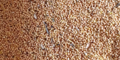 Approximately 15 T of millet for sale. Clean, dry