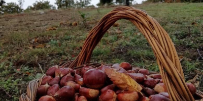 Sweet fresh chestnuts hand-picked. Integrated in traditional farming Varieties: